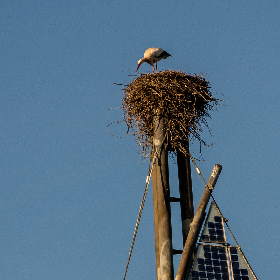 Der Sonnensegler ist zurück!