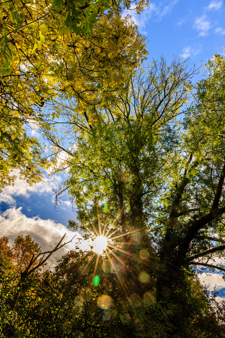 Der Sonnenstern