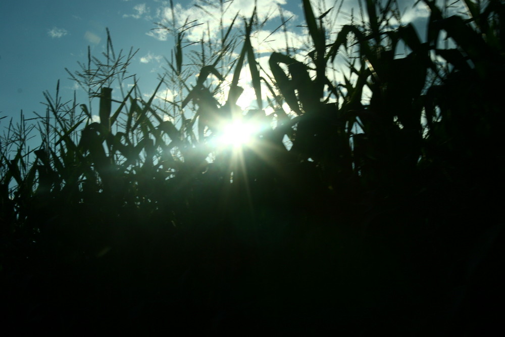 der sonnenstrahl..