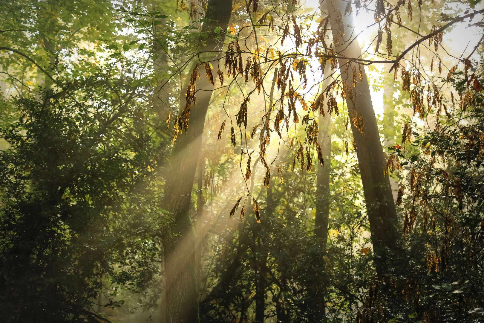 Der Sonnenstrahl