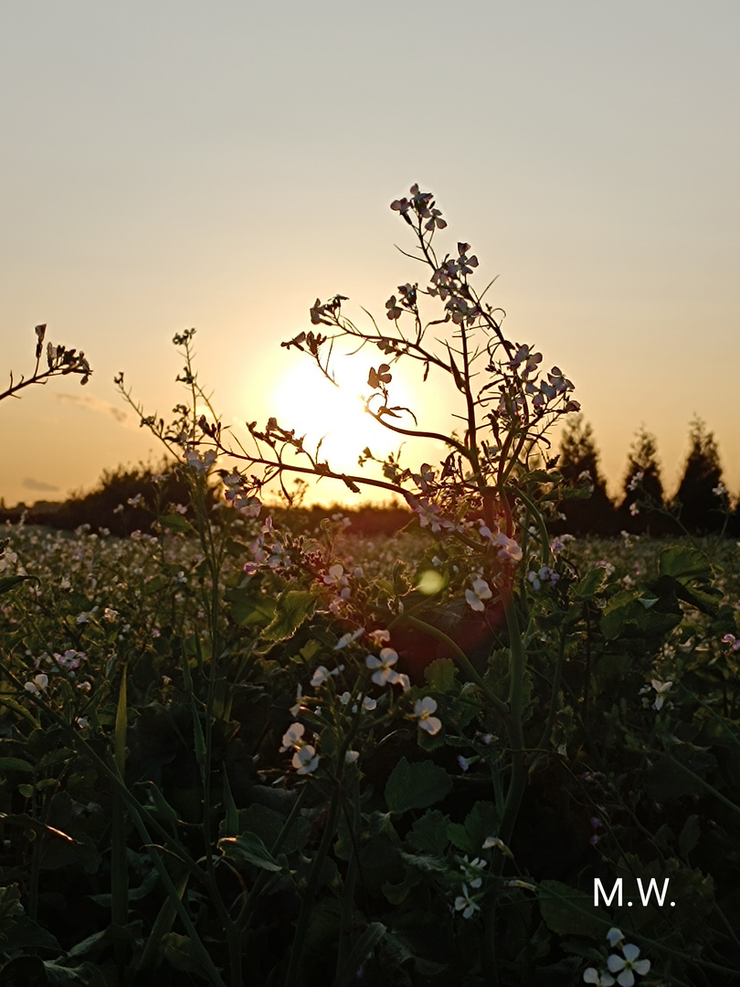 Der Sonnenuntergang am 04.10.23 