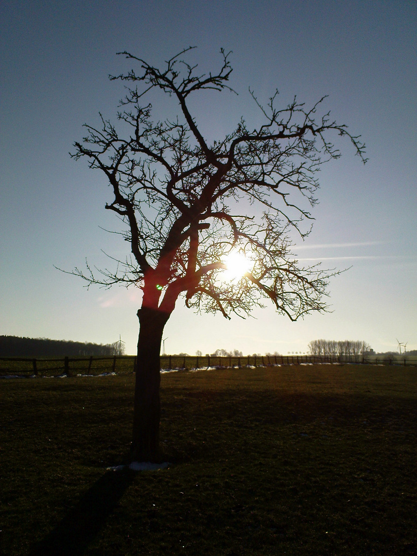 Der sonnige Baum