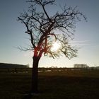 Der sonnige Baum