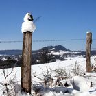 Der sonntägliche Schneespaziergang ...