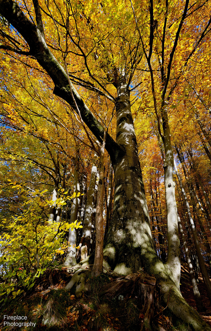 Der Sonntag war ein schöner, sonniger Herbsttag. Perfekt für den Alt Attnanger Rundwanderweg