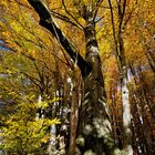 Der Sonntag war ein schöner, sonniger Herbsttag. Perfekt für den Alt Attnanger Rundwanderweg