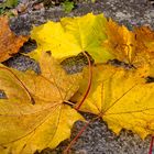 Der Sonntag war ein schöner, sonniger Herbsttag. Perfekt für den Alt Attnanger Rundwanderweg