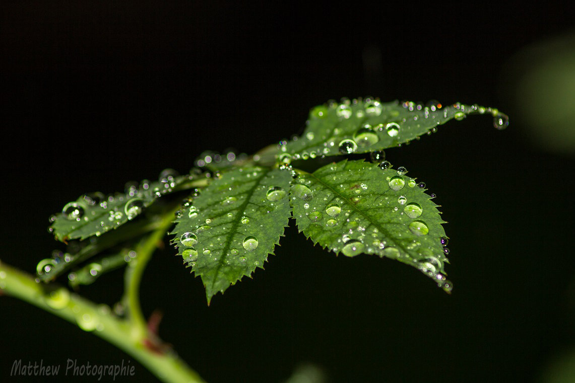 Der Sonntags Regen