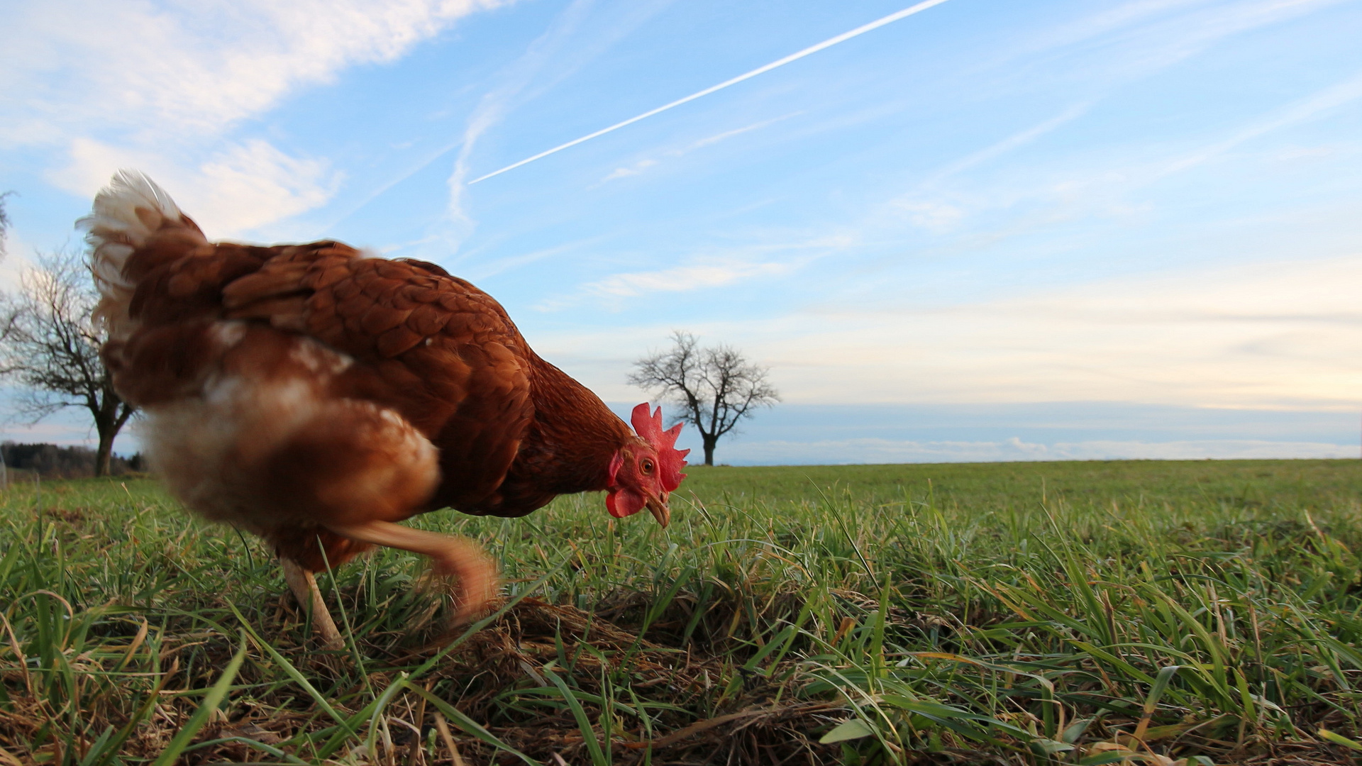 Der Sonntags Spaziergang