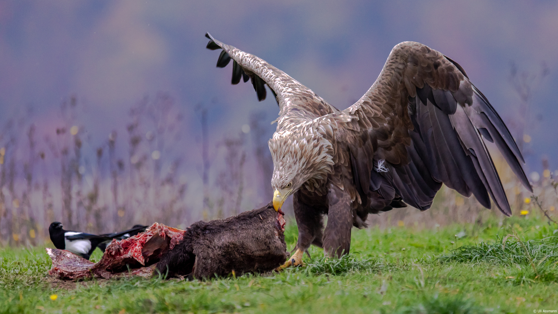 Der Sonntagsbraten