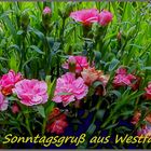 Der Sonntagsgruß