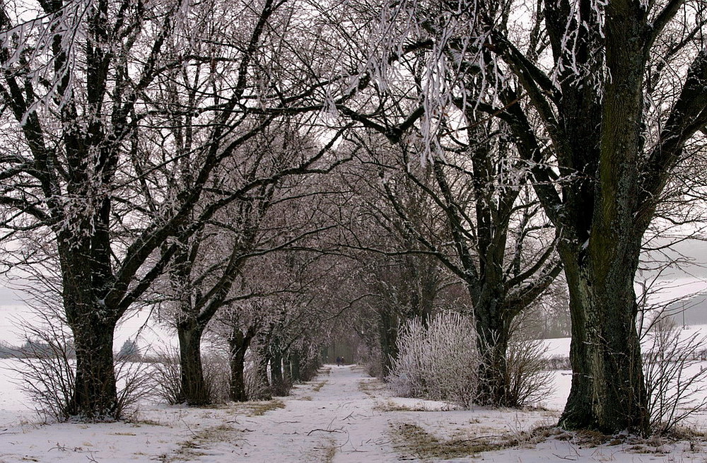 Der Sonntagspaziergang (2)