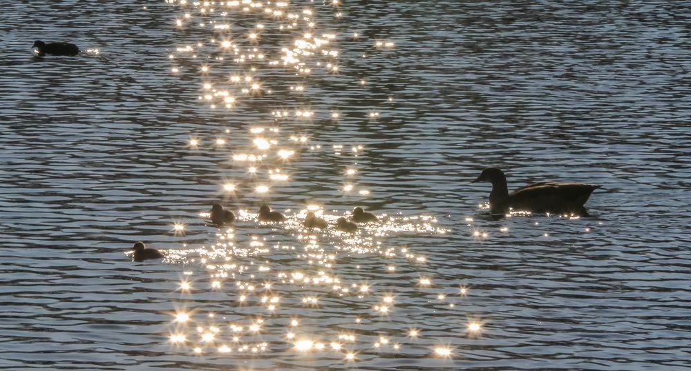 Der SONN..tagsspaziergang