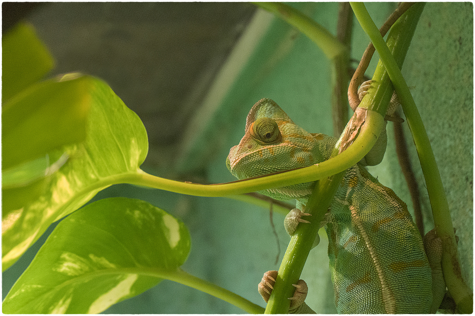 Der Späher Foto & Bild | tiere, zoo, wildpark & falknerei, amphibien ...