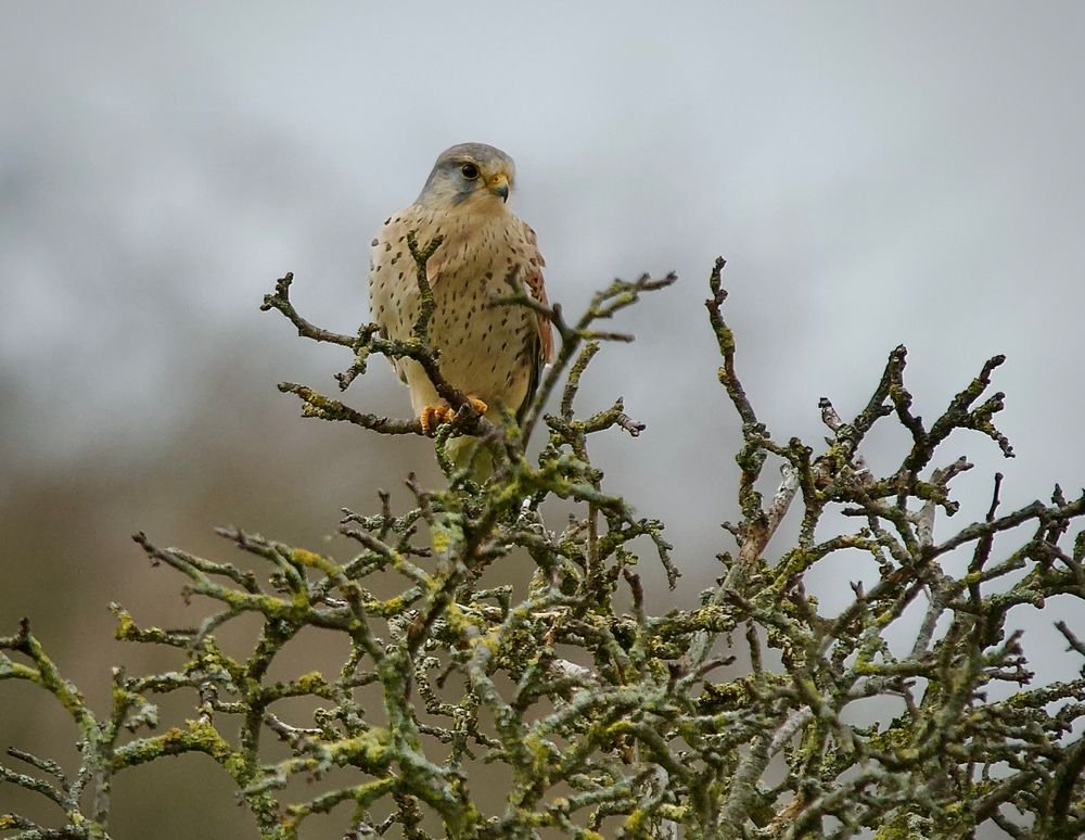 Der Späher im alten Birnbaum........