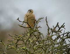Der Späher im alten Birnbaum........
