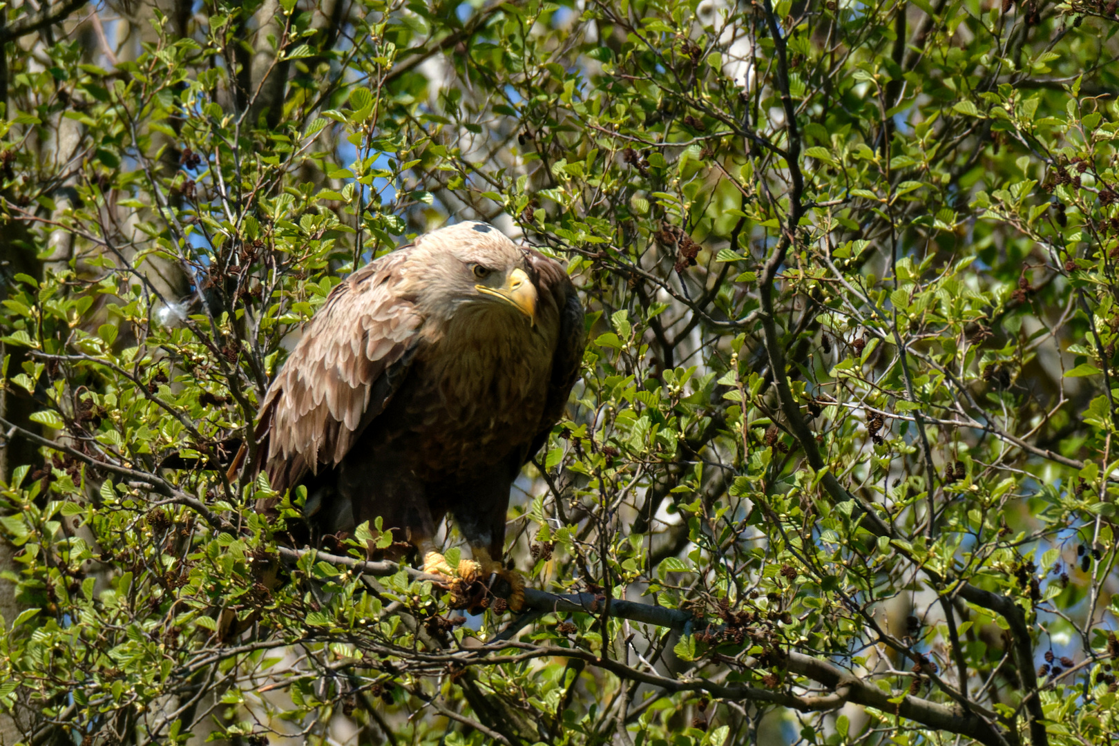 Der Späher.. Seeadler auf der Lauer