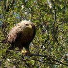 Der Späher.. Seeadler auf der Lauer