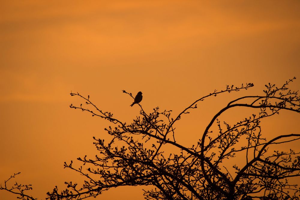 Der späte Vogel fängt den Wurm nicht mehr