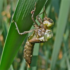 Der spannendste Augenblick . . .