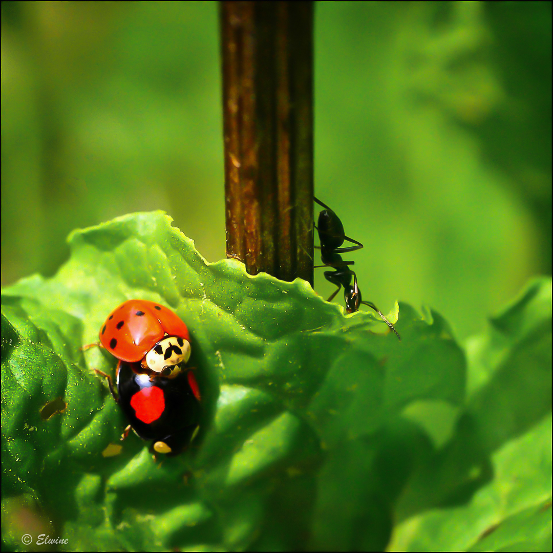Der Spanner Foto & Bild wald, makro, natur Bilder auf