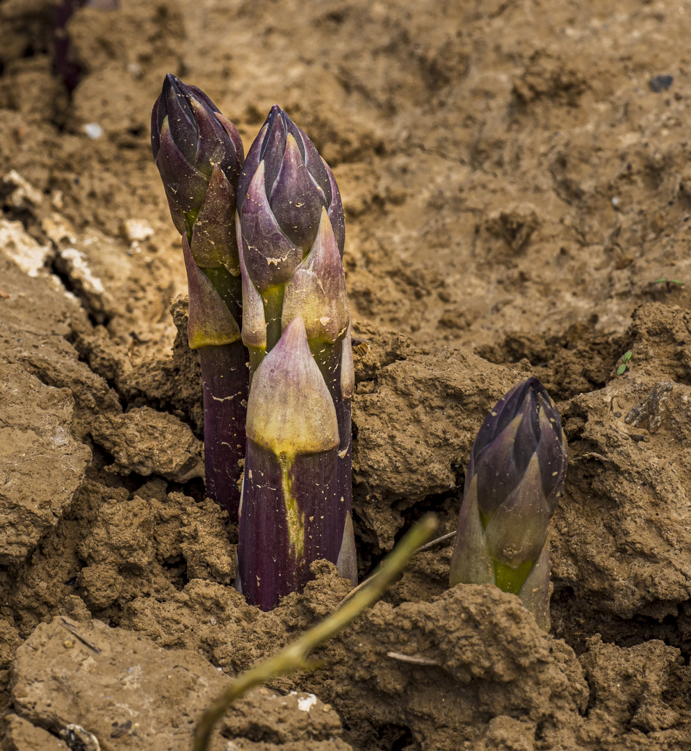 Der Spargel wächst