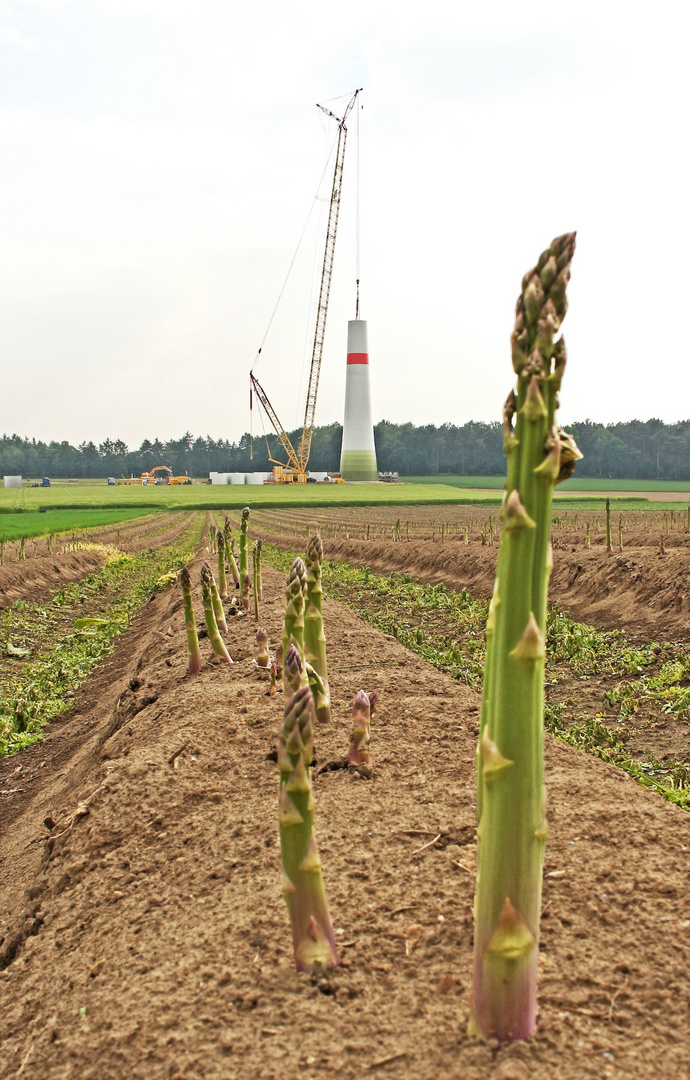 Der Spargel wächst...