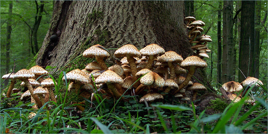 Der Sparrige Schüppling Pholiota squarrosa