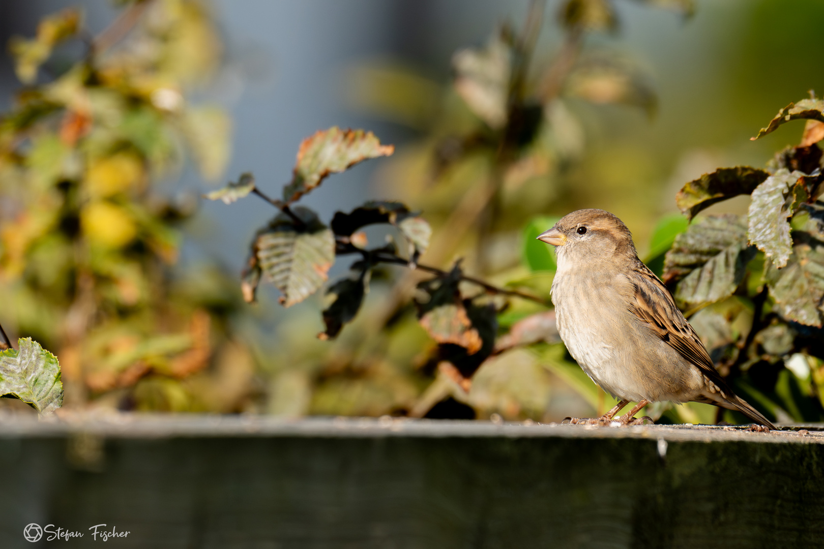 Der Spatz