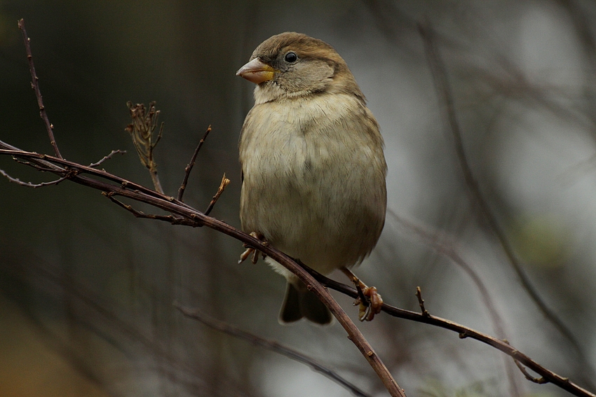 Der Spatz