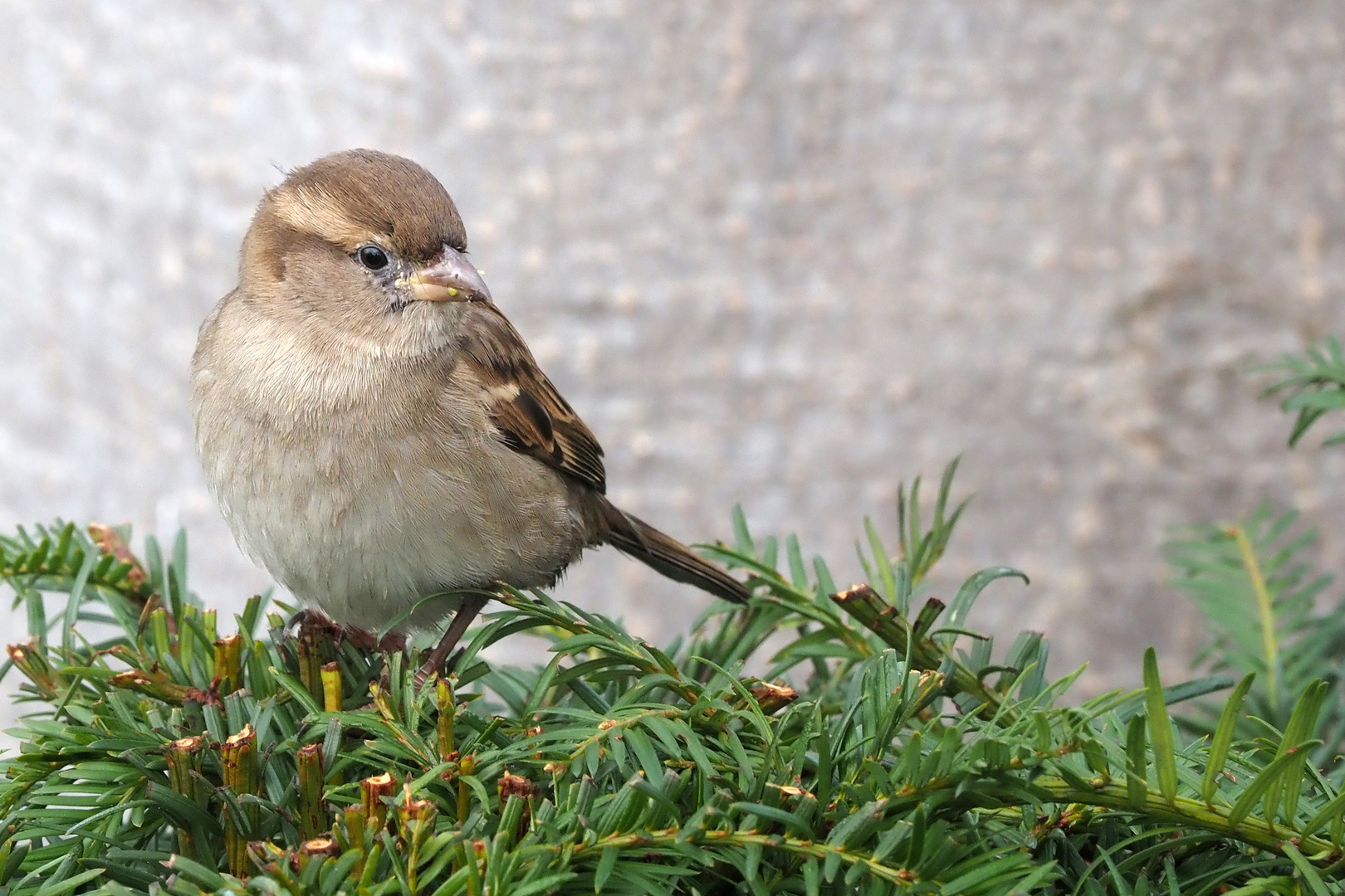 der spatz