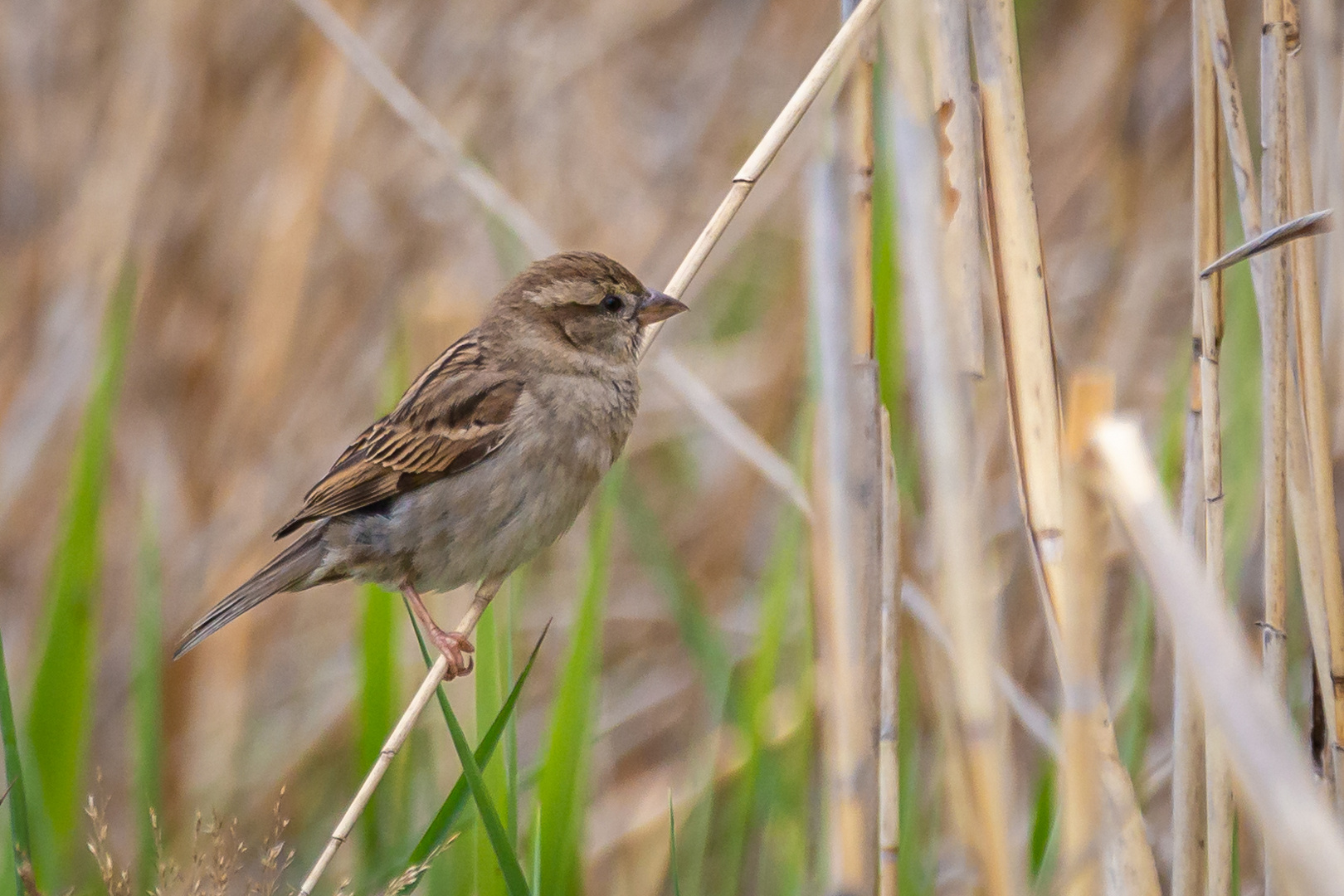 Der Spatz 2