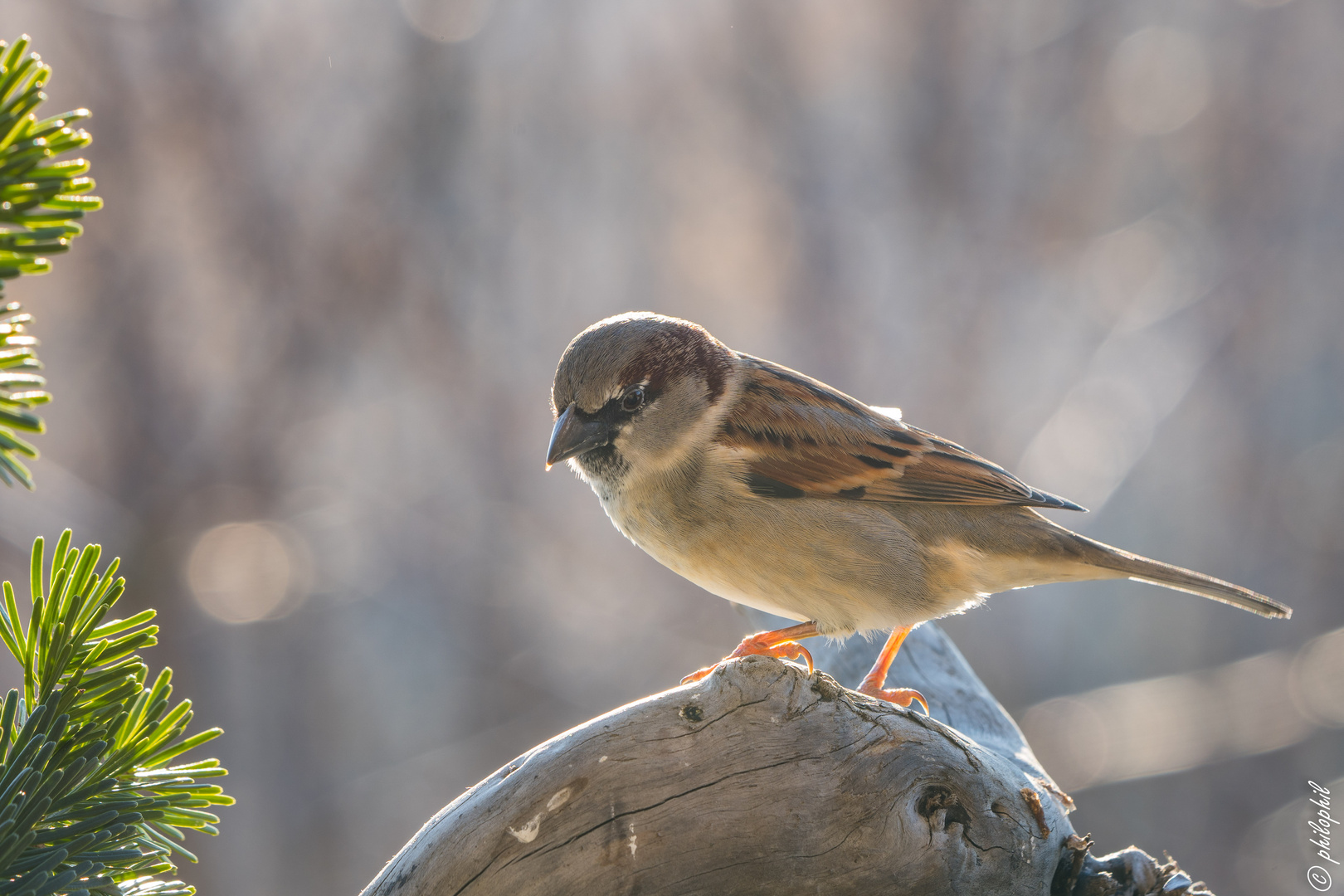 Der Spatz