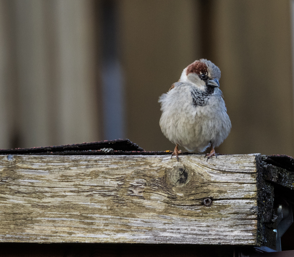 DER SPATZ..............