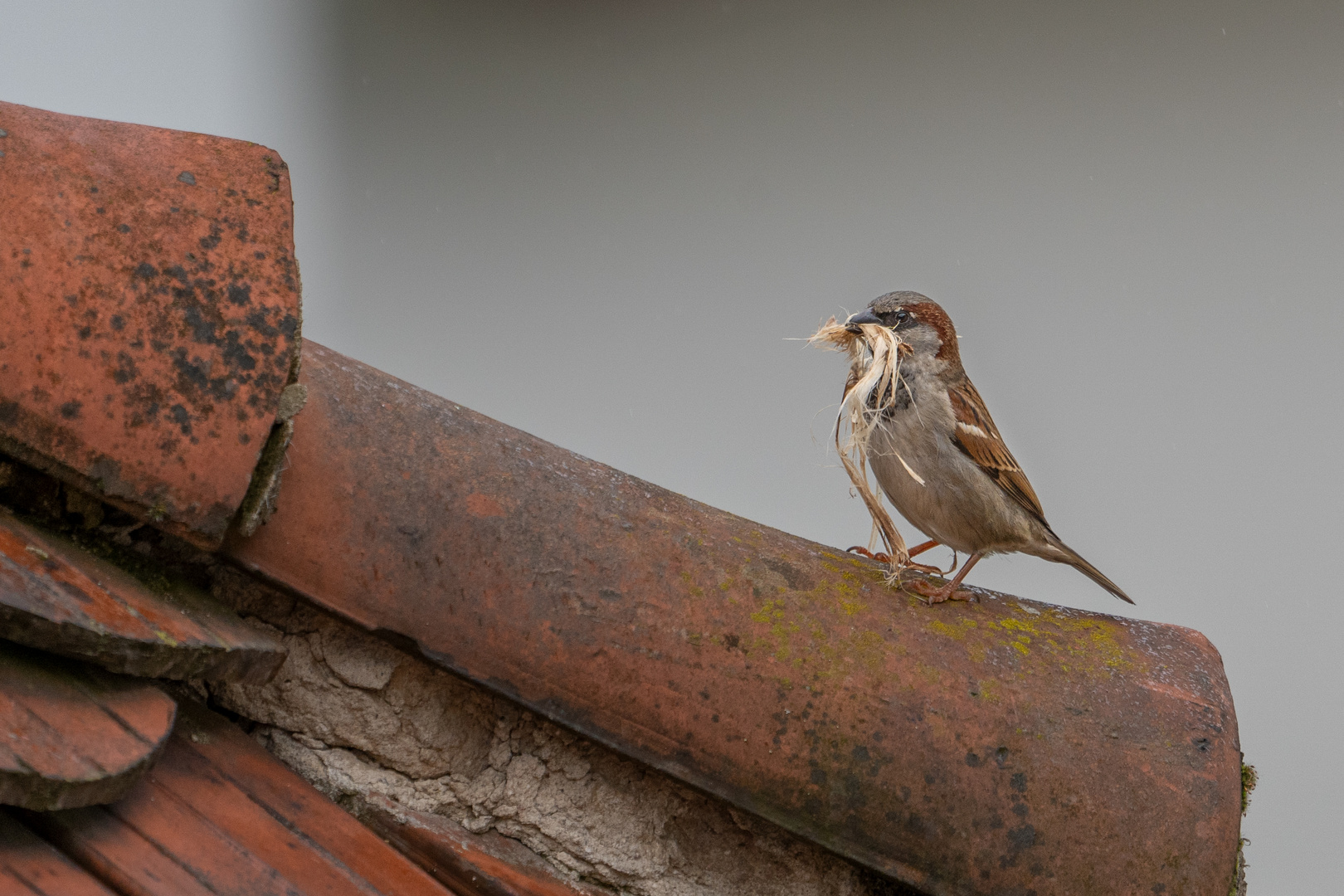 Der Spatz!  :-)