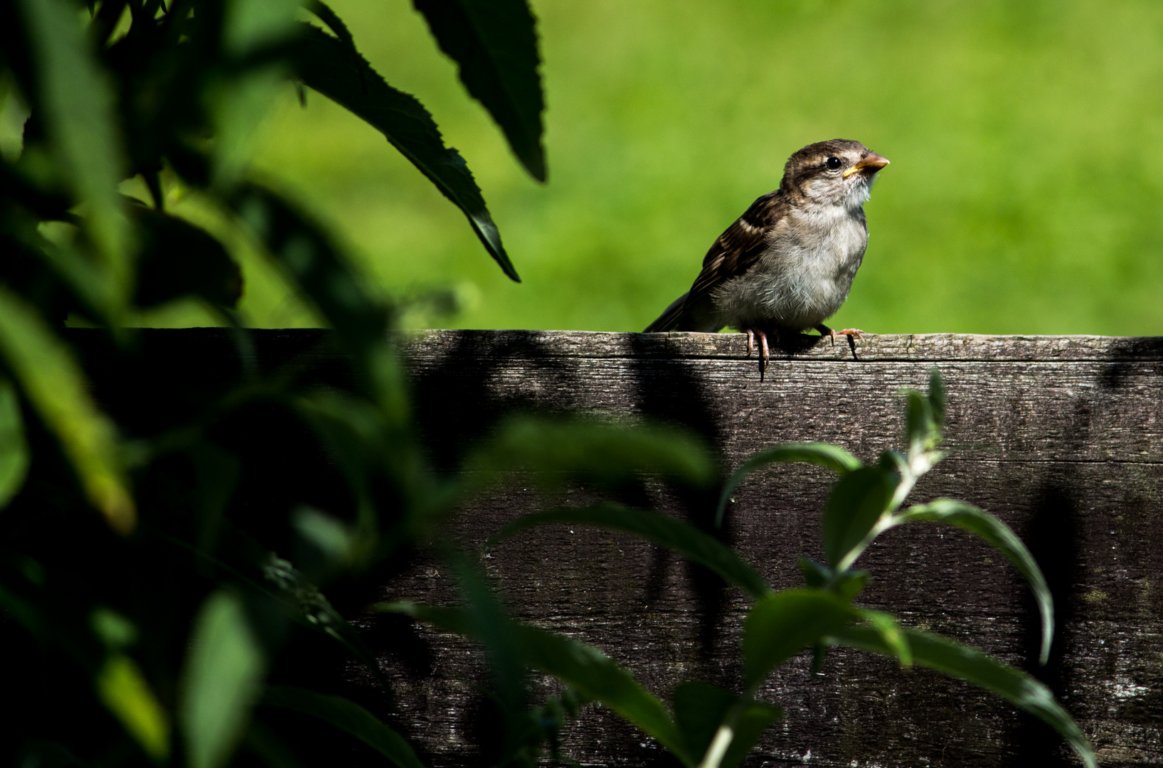 Der Spatz