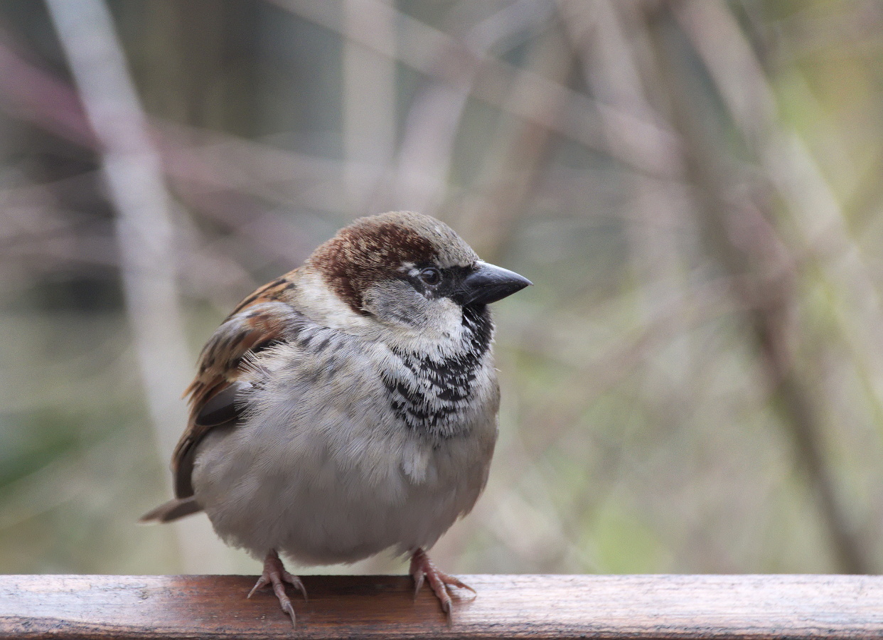 Der Spatz