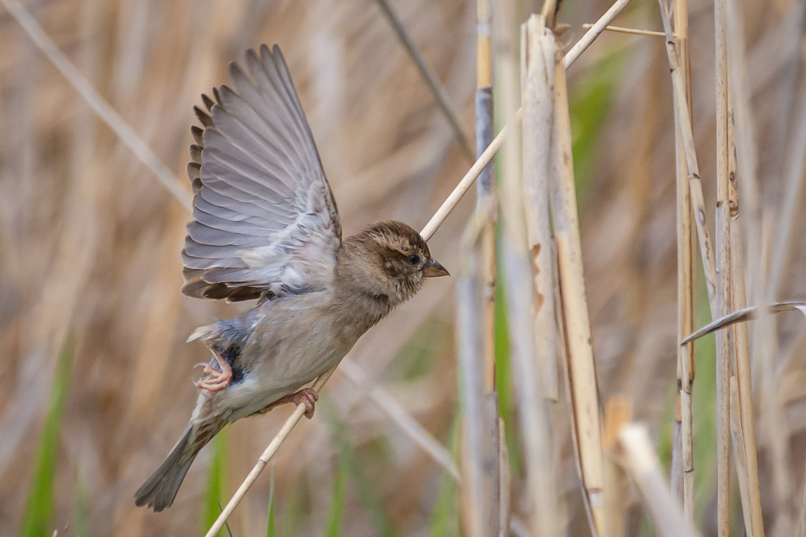 Der Spatz