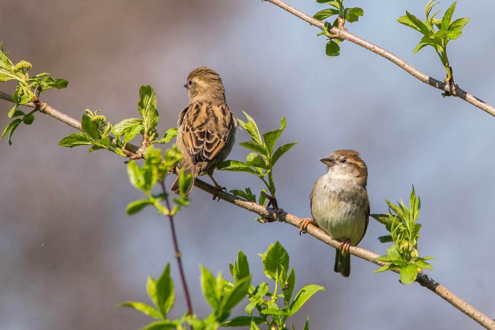 Der Spatz