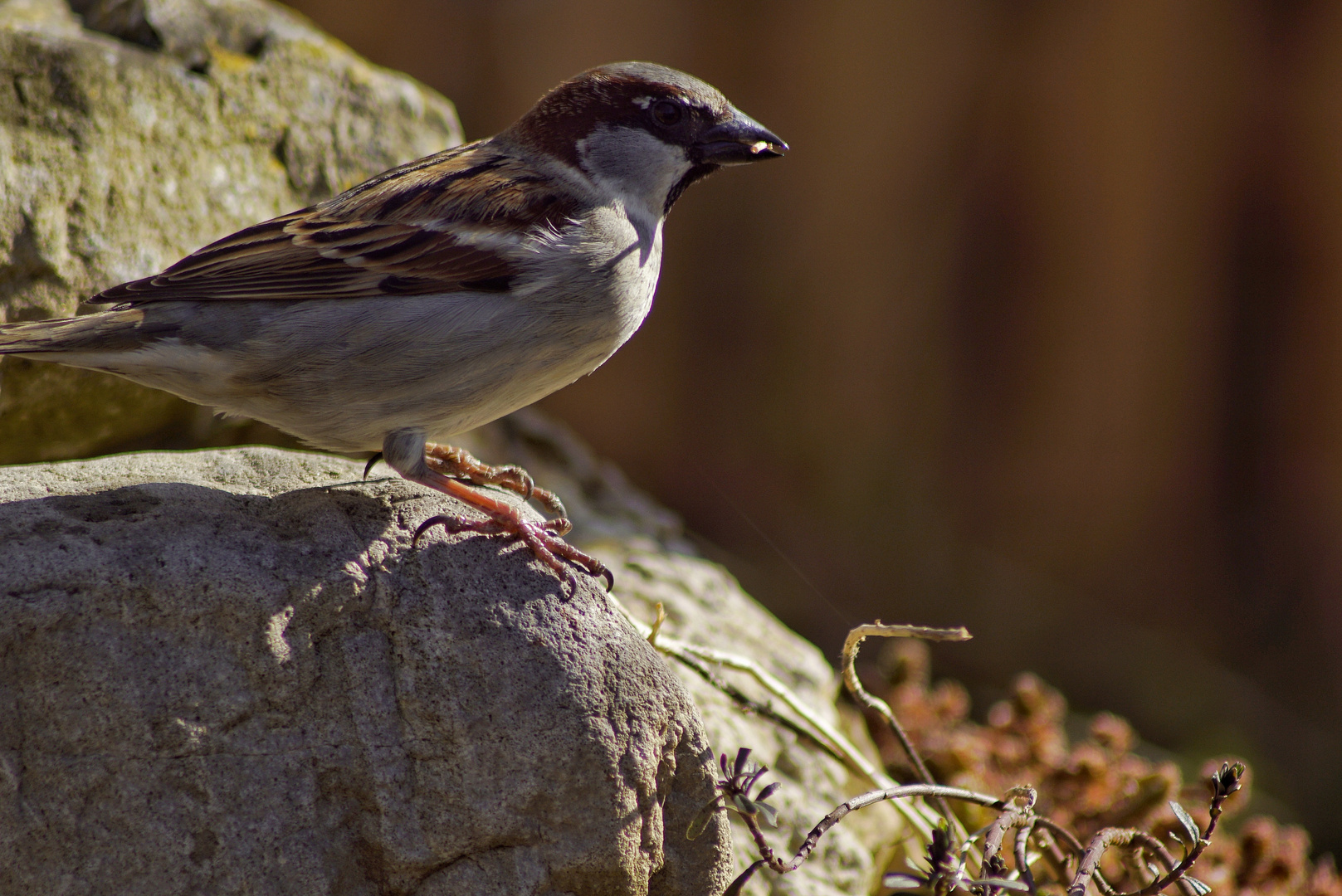 Der Spatz 