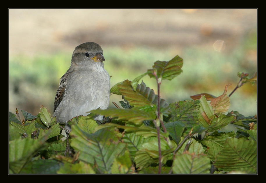 Der Spatz