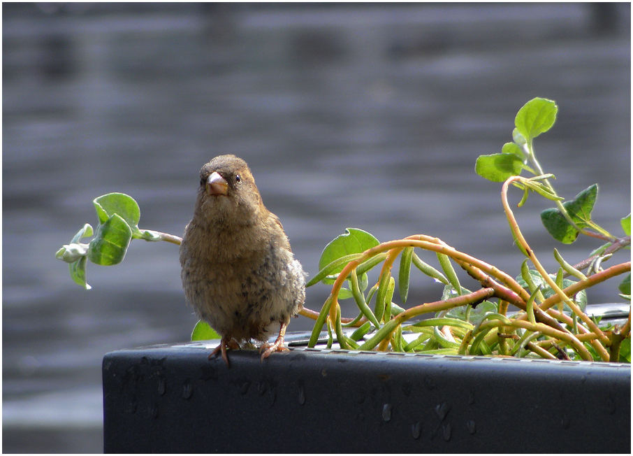 Der Spatz