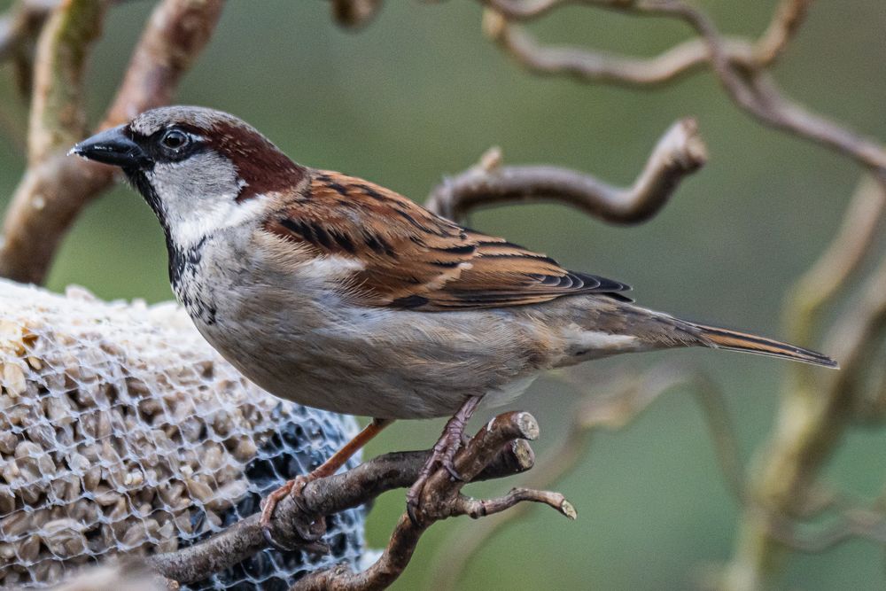 Der Spatz.