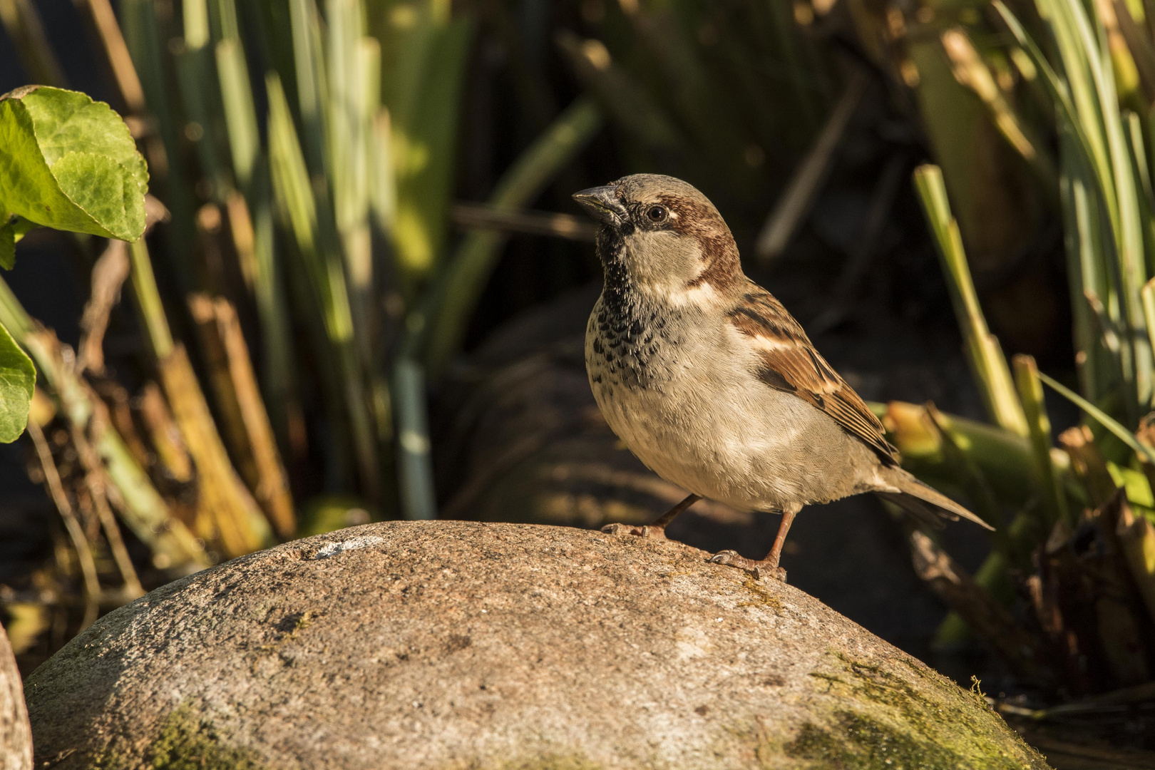 Der Spatz am Gartenteich