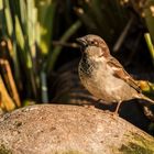 Der Spatz am Gartenteich