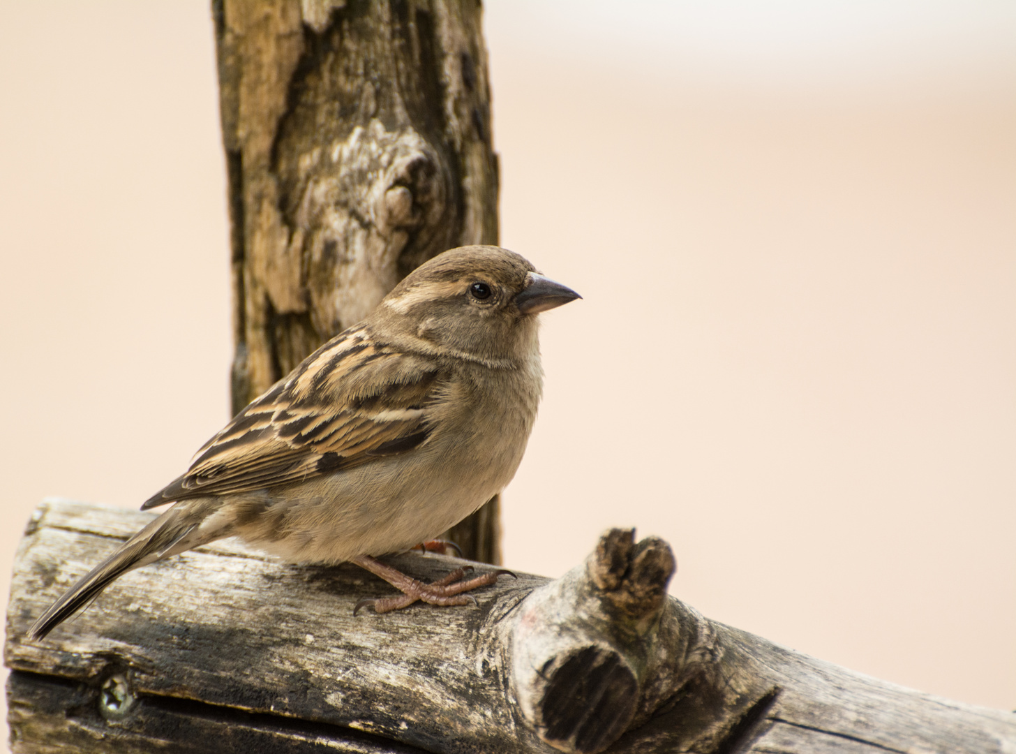 Der Spatz am Kiosk