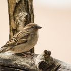 Der Spatz am Kiosk