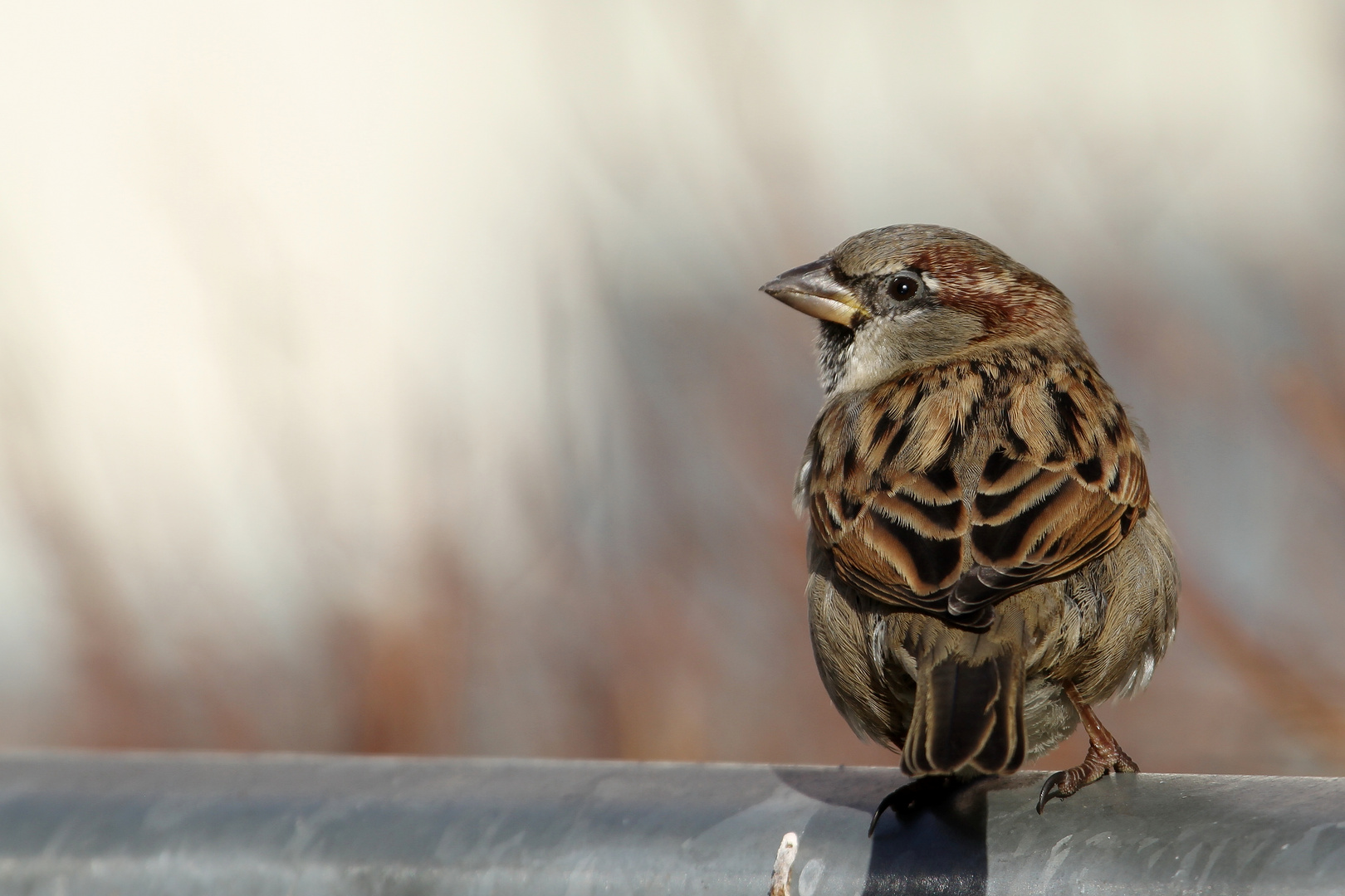 Der Spatz an seinem Platz