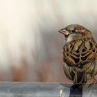 Der Spatz an seinem Platz