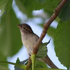 Der Spatz auf dem Baum